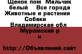 Щенок пом. Мальчик белый  - Все города Животные и растения » Собаки   . Владимирская обл.,Муромский р-н